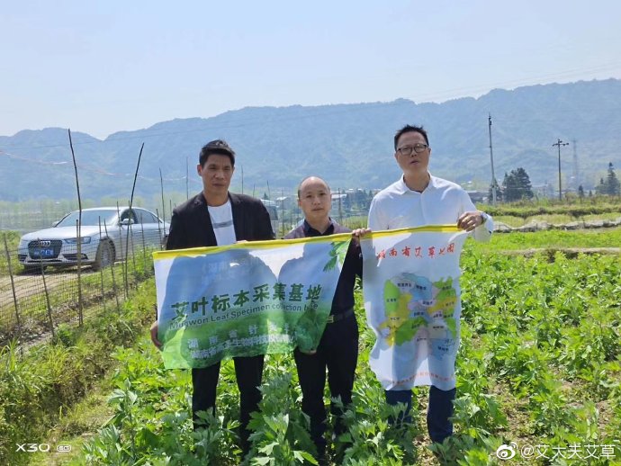 湖南漢眾農(nóng)業(yè)發(fā)展有限公司,懷化天然七角艾草植物種植,懷化艾制品制造銷售